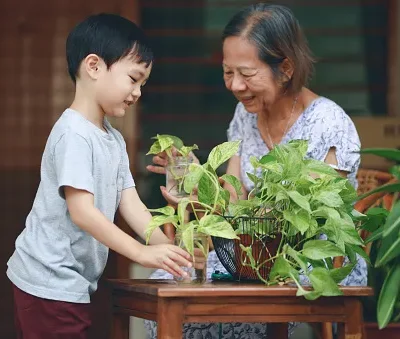 the grandson is helping his grandmother repot a house plant at home spending quality time and